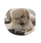 愛犬アーサーのスタンプです♡（個別スタンプ：16）