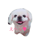 ペキニーズのめるちゃん（個別スタンプ：12）