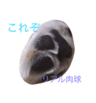 ペキニーズのめるちゃん（個別スタンプ：13）