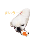 ペキニーズのめるちゃん（個別スタンプ：15）