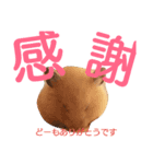 kinkumachan（個別スタンプ：6）