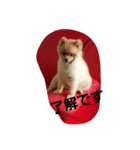kintarohk（個別スタンプ：4）