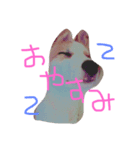 oira katameken（個別スタンプ：1）