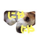 oira katameken（個別スタンプ：2）