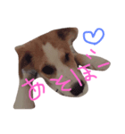 oira katameken（個別スタンプ：4）