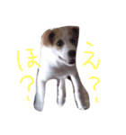oira katameken（個別スタンプ：6）