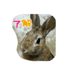 我が家のこたろう（個別スタンプ：2）