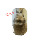 我が家のこたろう（個別スタンプ：5）