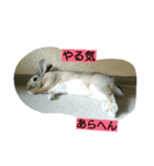 我が家のこたろう（個別スタンプ：7）