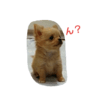 チワワの麦（個別スタンプ：1）