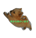 チワワの麦（個別スタンプ：2）