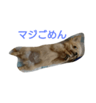 チワワの麦（個別スタンプ：3）