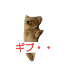 チワワの麦（個別スタンプ：4）