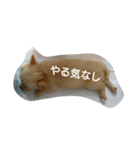 チワワの麦（個別スタンプ：6）