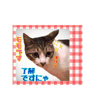 仲良しにゃんこ達♡（個別スタンプ：3）