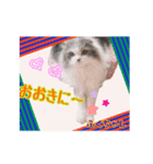 仲良しにゃんこ達♡（個別スタンプ：6）