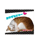 仲良しにゃんこ達♡（個別スタンプ：9）