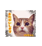 仲良しにゃんこ達♡（個別スタンプ：13）