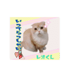仲良しにゃんこ達♡（個別スタンプ：16）