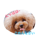 トイプードルティさん（個別スタンプ：2）
