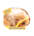 トイプードルティさん（個別スタンプ：3）
