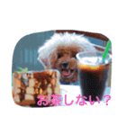 トイプードルティさん（個別スタンプ：5）