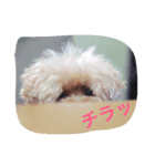 トイプードルティさん（個別スタンプ：7）