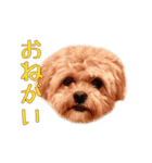 ペキプーのセス（個別スタンプ：1）