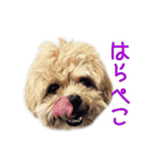 ペキプーのセス（個別スタンプ：2）