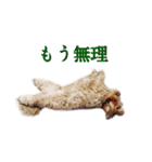 ペキプーのセス（個別スタンプ：4）