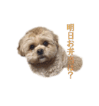 ペキプーのセス（個別スタンプ：5）