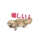 ペキプーのセス（個別スタンプ：6）