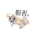 ペキプーのセス（個別スタンプ：8）