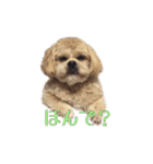 ペキプーのセス（個別スタンプ：9）