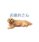 ペキプーのセス（個別スタンプ：10）