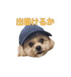 ペキプーのセス（個別スタンプ：11）
