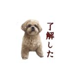 ペキプーのセス（個別スタンプ：12）