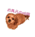 ペキプーのセス（個別スタンプ：13）