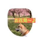 菜々の日常～その1（個別スタンプ：6）