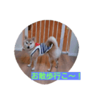 菜々の日常～その1（個別スタンプ：7）