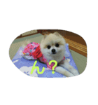 momoringo1（個別スタンプ：3）