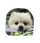 momoringo1（個別スタンプ：6）