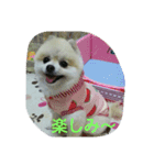 momoringo1（個別スタンプ：8）