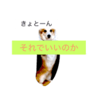 わんにゃんライフ（個別スタンプ：1）