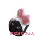 わんにゃんライフ（個別スタンプ：3）