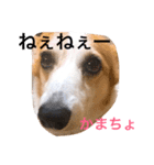 わんにゃんライフ（個別スタンプ：4）