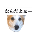 わんにゃんライフ（個別スタンプ：6）