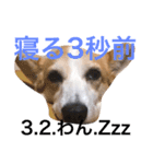 わんにゃんライフ（個別スタンプ：7）