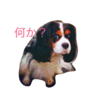 キャバリア トライ（個別スタンプ：1）