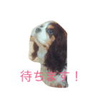 キャバリア トライ（個別スタンプ：5）